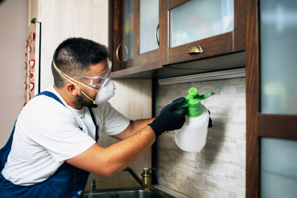 Best Affordable Pest Control Services  in Seven Mile, AZ