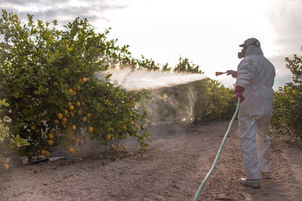 Flea Control Services in Seven Mile, AZ