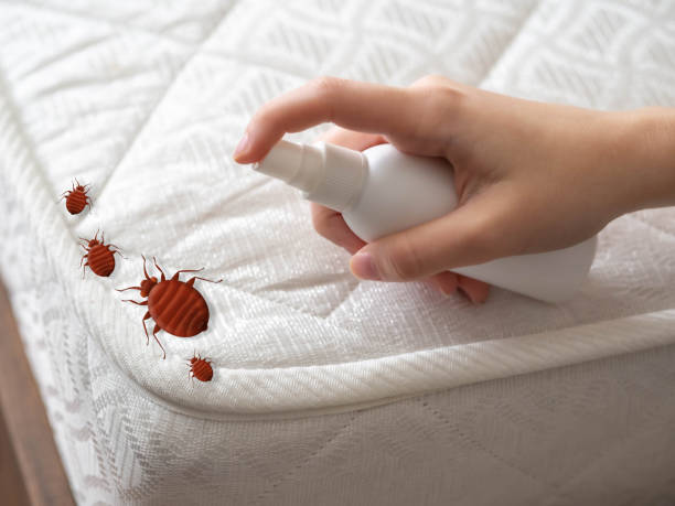 Best Residential Pest Control  in Seven Mile, AZ