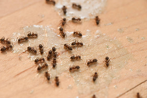 Best Exterminator Services  in Seven Mile, AZ