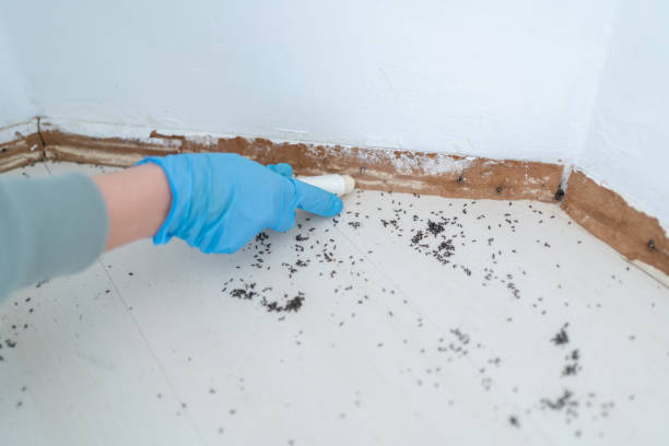 Best Insect Control  in Seven Mile, AZ
