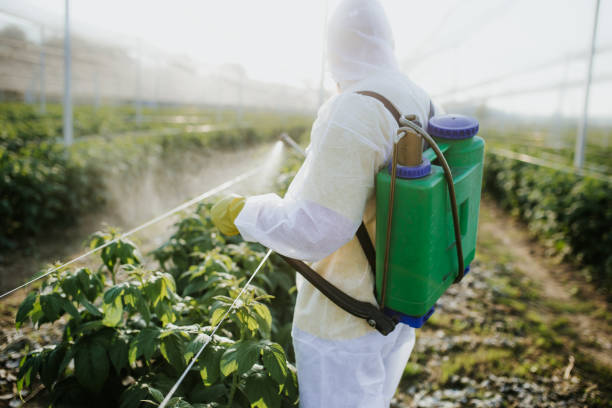 Best Bed Bug Extermination  in Seven Mile, AZ